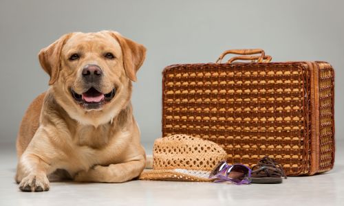 Beautiful labrador with the suitcase Labrador with the suitcase isolated on a gray background.