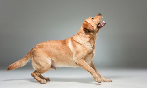 Labrador on gray background in studio Labrador standing on gray background in studio